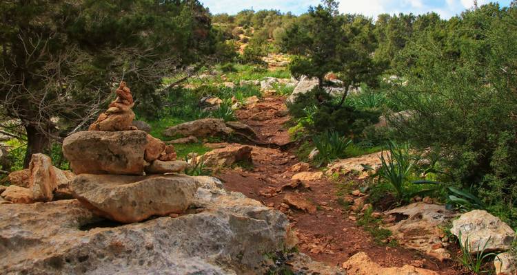 Rocky pathway surrounded by lush greenery and scattered rocks.