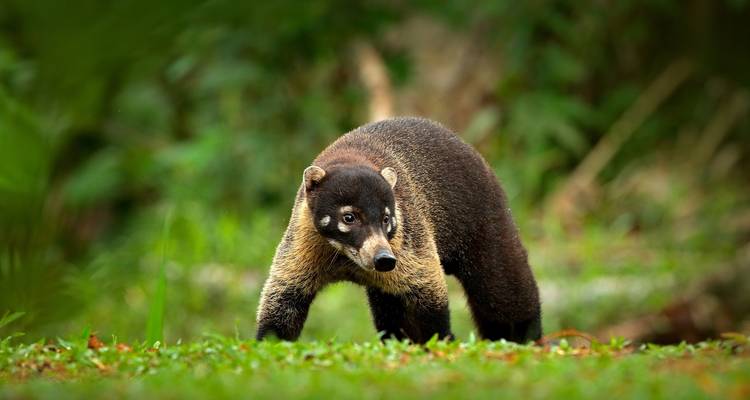 Costa Rica : Plages, faune et flore - G Adventures 4