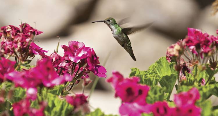 Grüner Kolibri schwebt in der Luft und nippt Nektar von leuchtend rosa Blüten