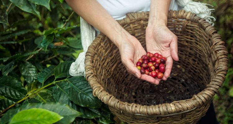 Las manos sostienen suavemente cerezas de café recién cosechadas y maduras sobre una canasta de cosecha tejida en la exuberante plantación.
