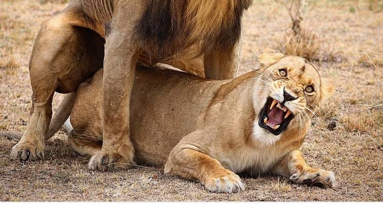 Circuito de semilujo de 3 días por el Serengeti y el cráter del Ngorongoro - Afrishare Trekking And Safaris 2