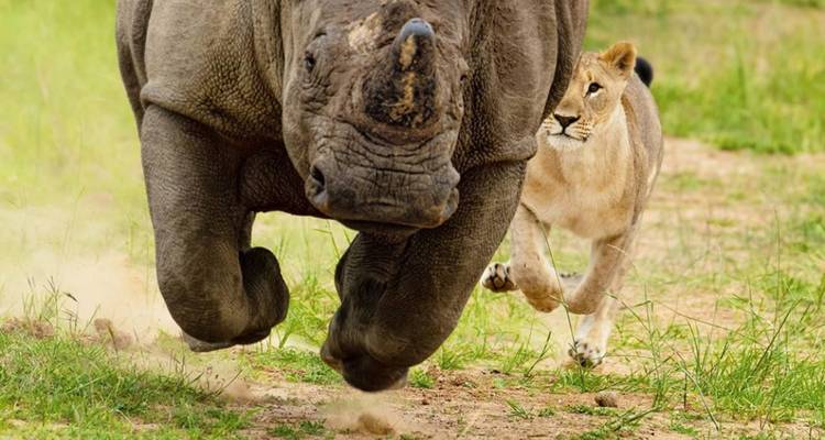 Circuito de semilujo de 3 días por el Serengeti y el cráter del Ngorongoro - Afrishare Trekking And Safaris 4
