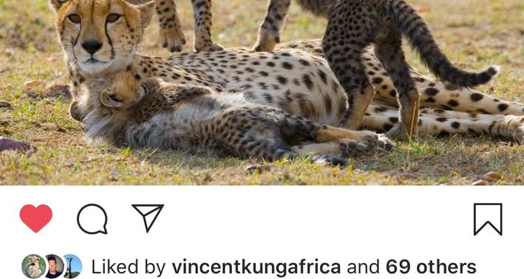 Circuito de semilujo de 3 días por el Serengeti y el cráter del Ngorongoro - Afrishare Trekking And Safaris 6