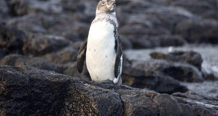 A penguin standing on lava rocks.