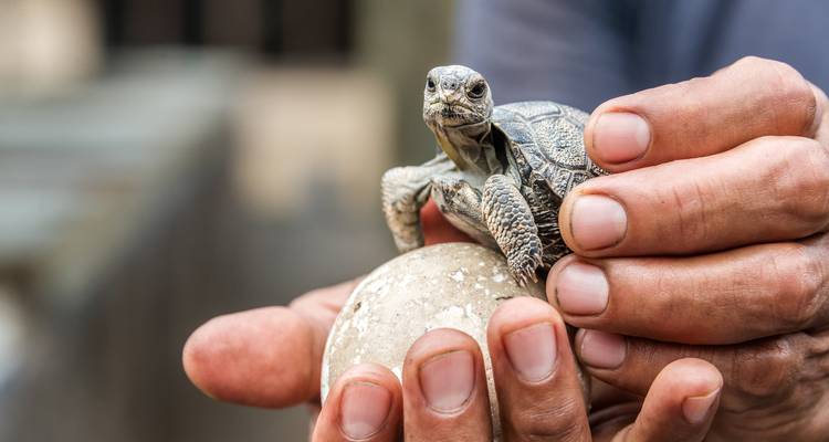 Hands holding a baby tortoise and an egg.