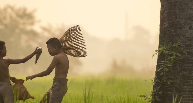 Young boys catching fish near a tree in a misty rural setting.
