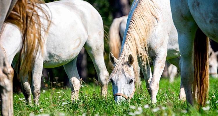 Los elegantes caballos blancos Lipizzanos pastan en un prado lleno de flores silvestres.