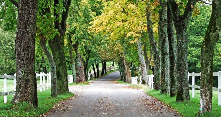 Un camino rural bordeado de árboles con cercas blancas crea un túnel verde y frondoso a principios de otoño.