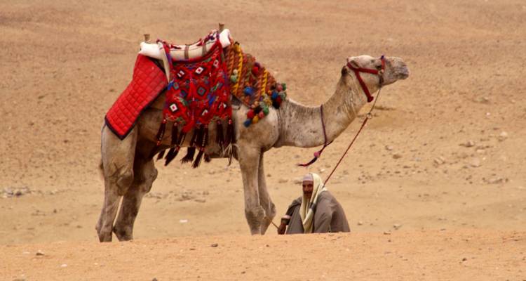 Un chameau qui se repose avec une selle colorée dans un paysage désertique.