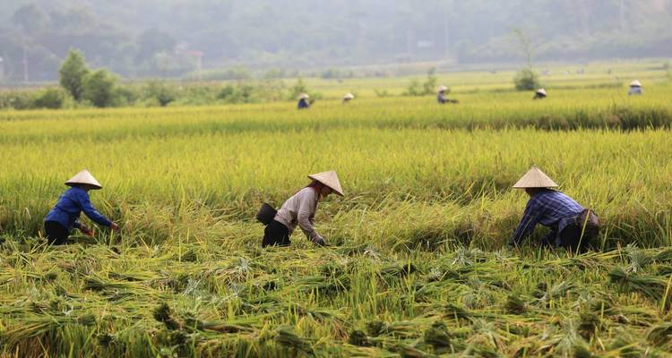 Viaje de bienestar por Vietnam a Mai Chau, Ninh Binh desde Hanói - DNQ Travel 3