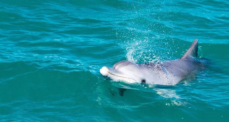 Aventura por la Costa Oeste y el Arrecife Ningaloo - en dirección norte - Intrepid Travel 8
