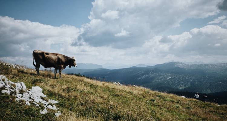Una vaca pastando en la ladera de una montaña con nubes dramáticas arriba.