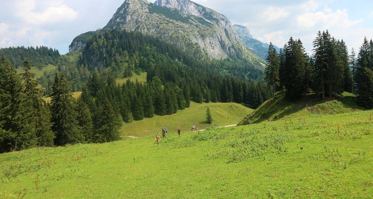 Grupo de excursionistas caminando a través de un terreno montañoso verde y exuberante.