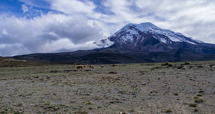 Paysage de montagne avec un troupeau d'animaux sauvages.