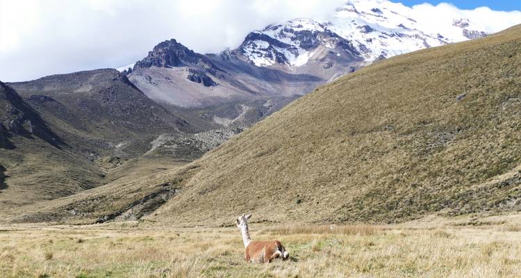 Paysage de montagne avec un animal se reposant au second plan.