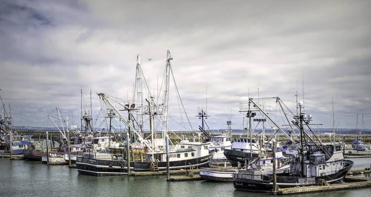 Flota de barcos de pesca comercial amarrados juntos en una marina en un día nublado.