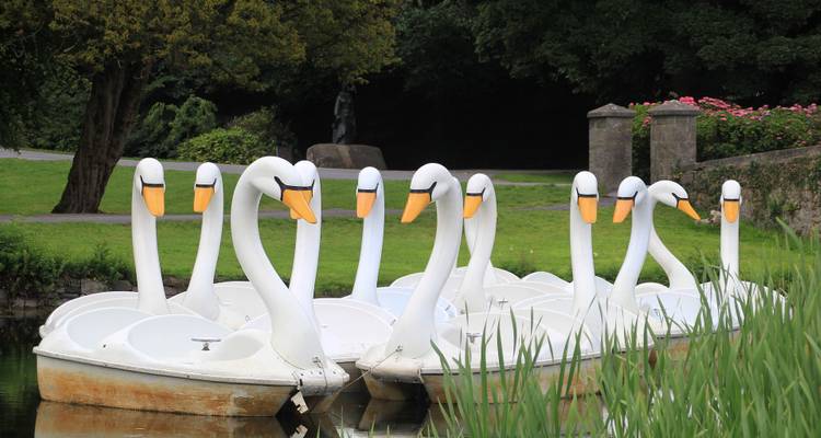 Fila de botes de pedal con forma de cisne blanco flotando en un estanque tranquilo en un parque lleno de árboles.