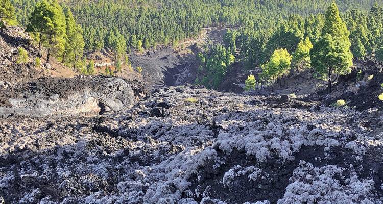 Terrain volcanique accidenté avec contraste entre la terre noire et la verdure luxuriante.