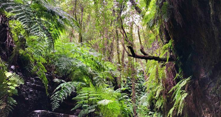 Lush green forest with ferns and trees.