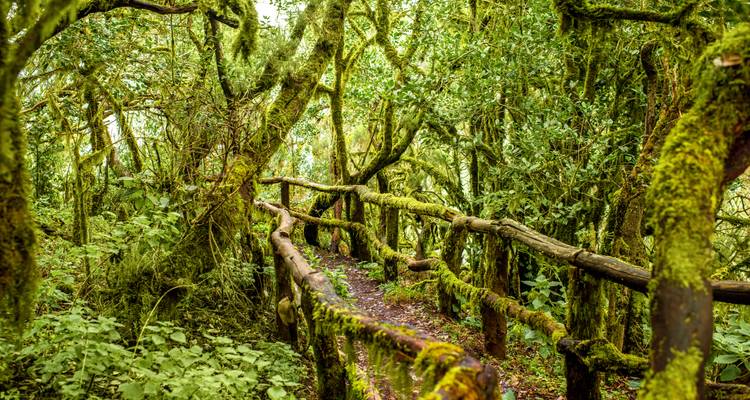 Ein üppiger, grüner Wald mit einem hölzernen Wanderweg, der mit Moos bedeckt ist.