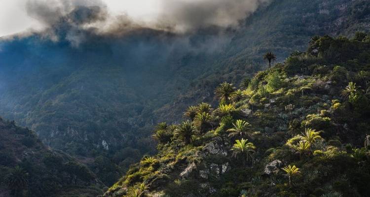 Versant de montagne avec une végétation dense et de la brume.