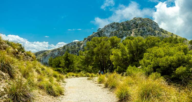 Sentier de montagne à travers une végétation luxuriante avec des personnes en randonnée.
