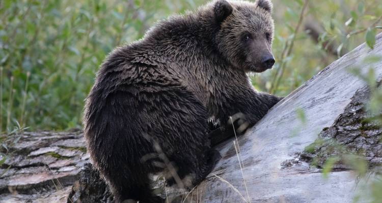 Magnifique Alaska - Southwest Adventure Tours 7