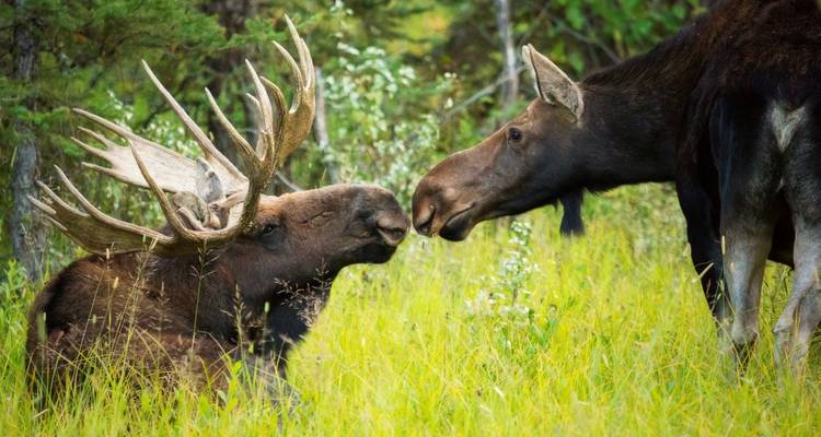 Magnifique Alaska - Southwest Adventure Tours 2
