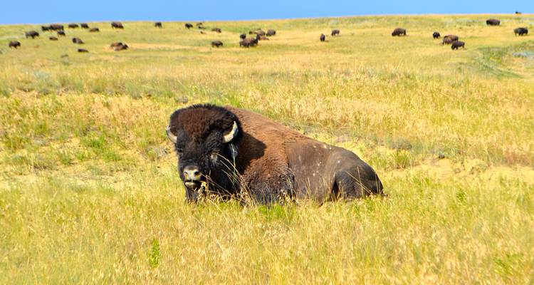 Colinas Negras de Dakota del sur - Southwest Adventure Tours 3