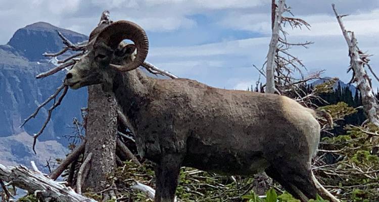 Glacier National Park - Southwest Adventure Tours 6