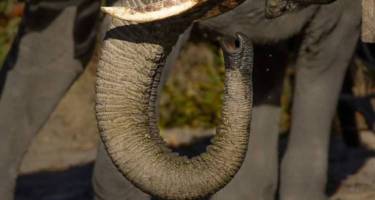 Safari de 5 días y 4 noches en Tanzania - Lappet Faced Safaris 2