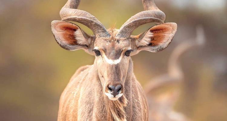 Safari de 5 días y 4 noches en Tanzania - Lappet Faced Safaris 3