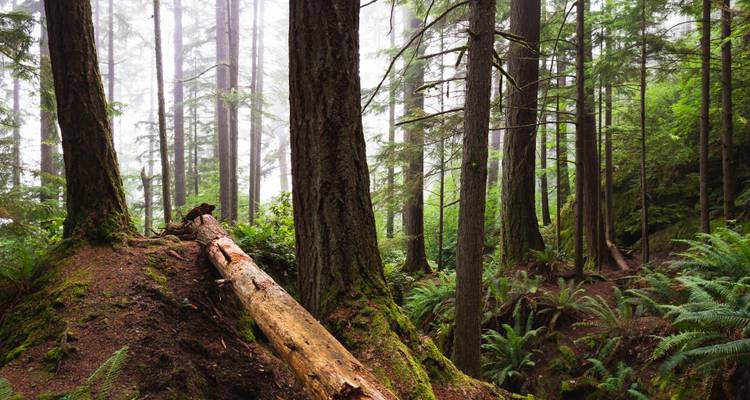 Tournée dans le sud de l'Oregon - Southwest Adventure Tours 9