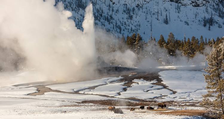 Aventura de invierno en Yellowstone y Grand Teton - Southwest Adventure Tours 10
