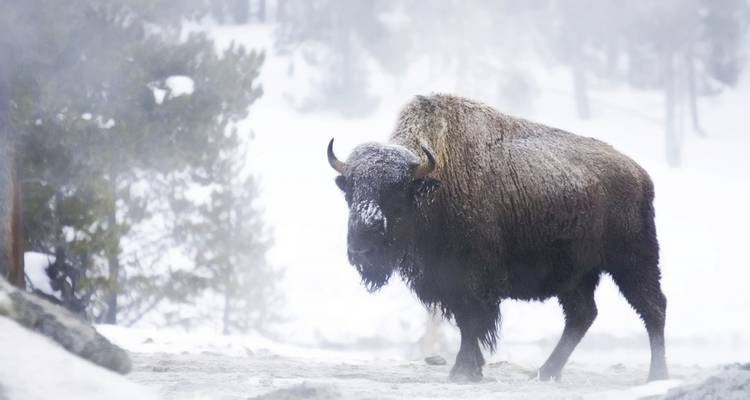Aventura de invierno en Yellowstone y Grand Teton - Southwest Adventure Tours 1