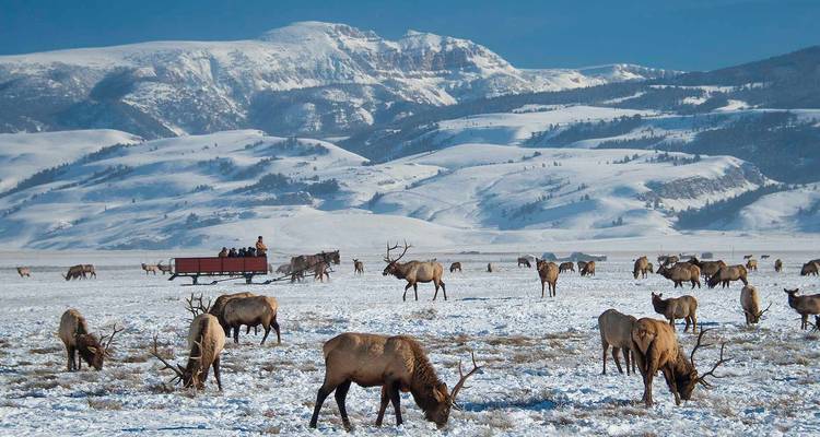 Aventura de invierno en Yellowstone y Grand Teton - Southwest Adventure Tours 3