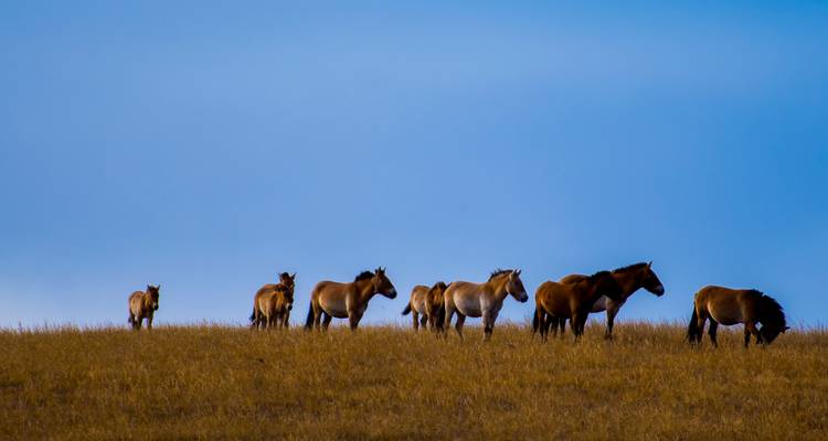 Scènes des parcs nationaux - Tour Mongolia 3