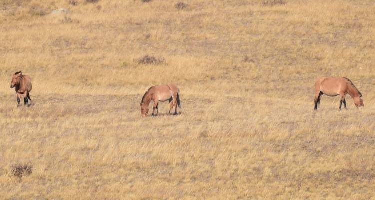 Scènes des parcs nationaux - Tour Mongolia 6