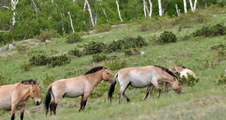Scènes des parcs nationaux - Tour Mongolia 8