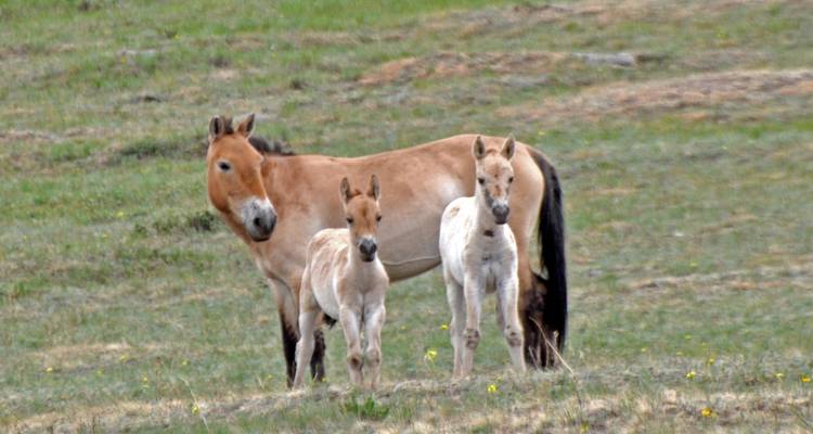 Scènes des parcs nationaux - Tour Mongolia 9