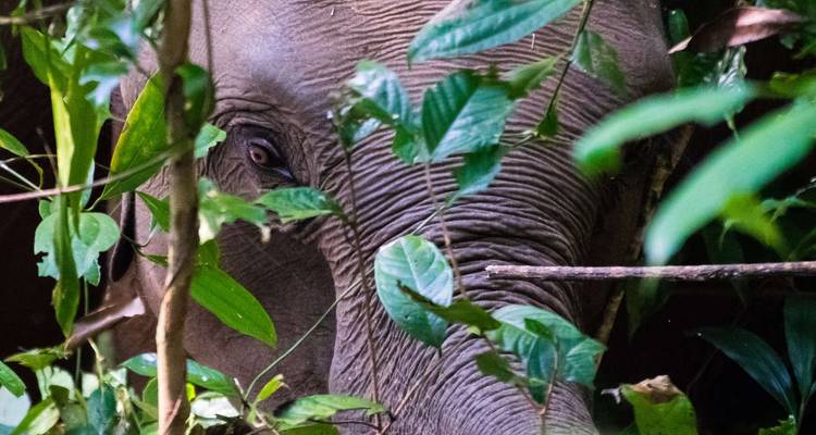Family Thailand Beach, Jungle and Wildlife (East Coast) - Explore! 3
