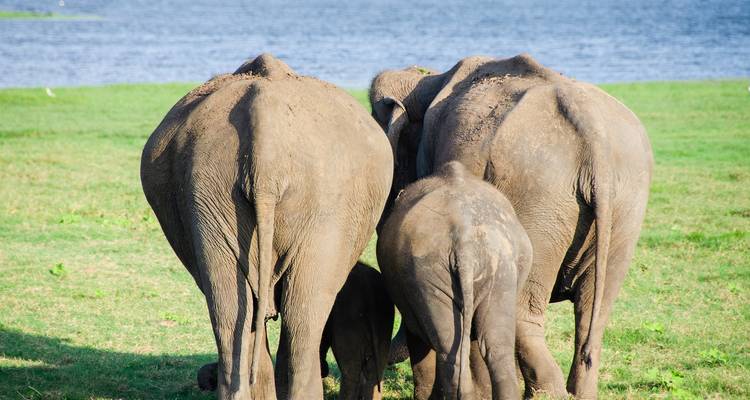 Sri Lanka Solo Trip - Holiday Lanka Tours 4