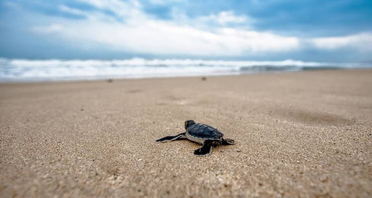 Sri Lanka Solo Female Travel - Holiday Lanka Tours 1