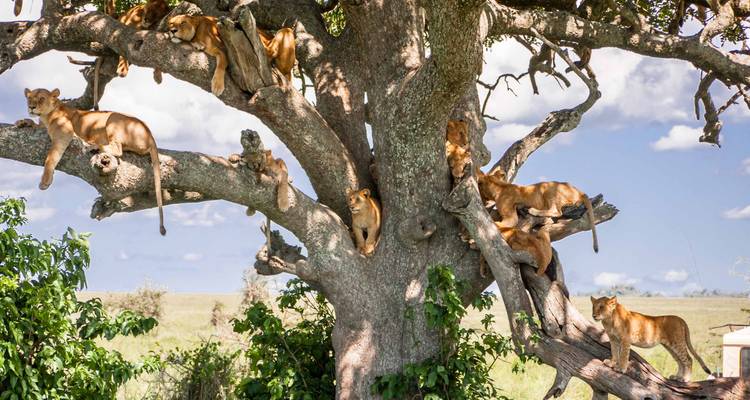 Safari privado Fotográfico de 10 días por la fauna de Kenia - Gracepatt Ecotours Kenya 6