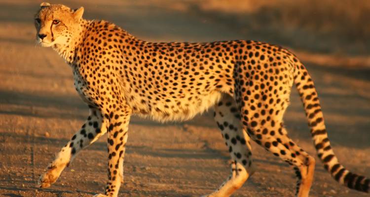 Safari privado Fotográfico de 10 días por la fauna de Kenia - Gracepatt Ecotours Kenya 10