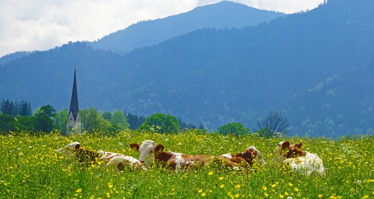 Des vaches se reposant dans une prairie de fleurs sauvages avec un clocher d'église et des montagnes boisées en arrière-plan.