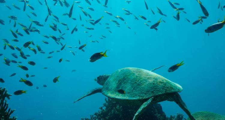 Underwater scene with a turtle and fish swimming around.