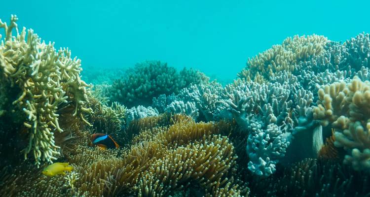 Colorful coral reef with fish swimming around.