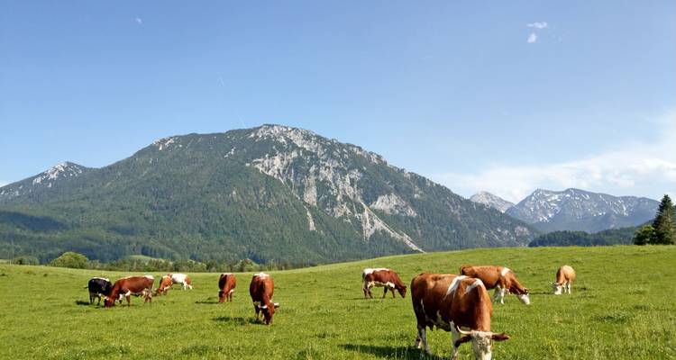 Pastoral alpine scene with grazing brown-and-white cows on a lush meadow backed by forested mountains and a clear blue sky.