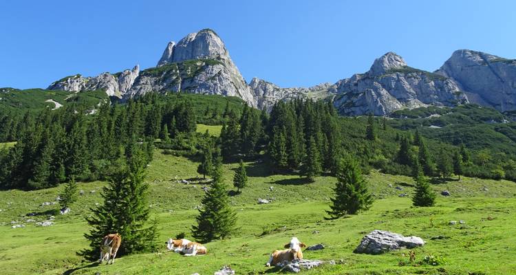 Schilderachtig uitzicht op bergen en groene weilanden met rustende koeien.